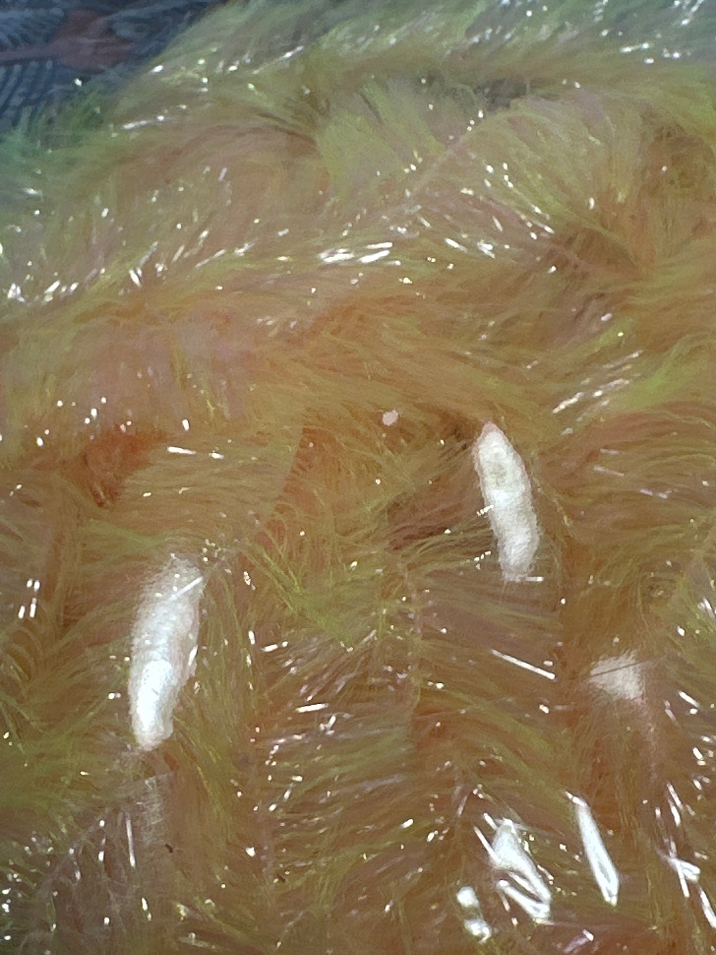 FNF Two-Tone Jelly