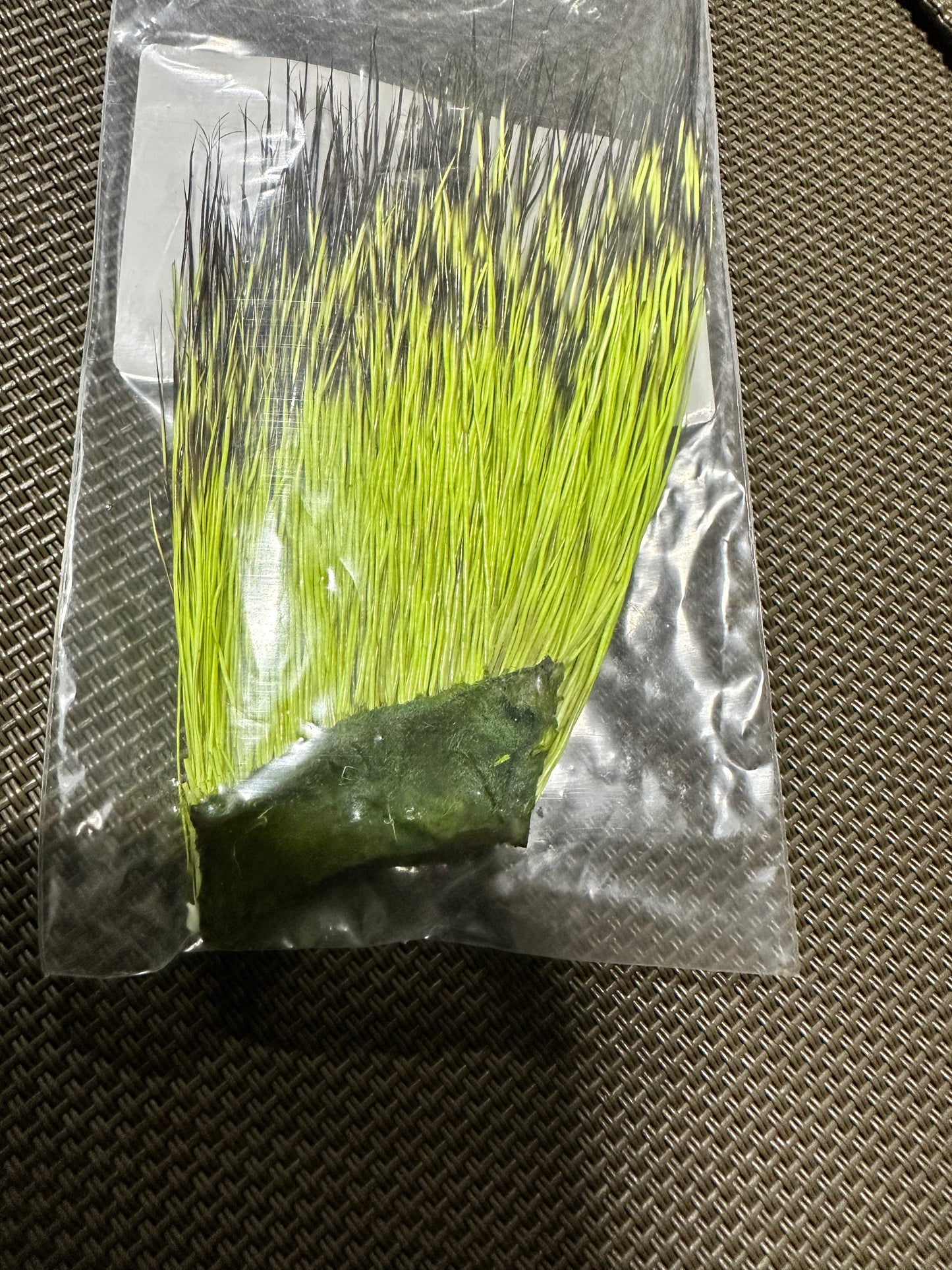 The Happy Javelina Peccary