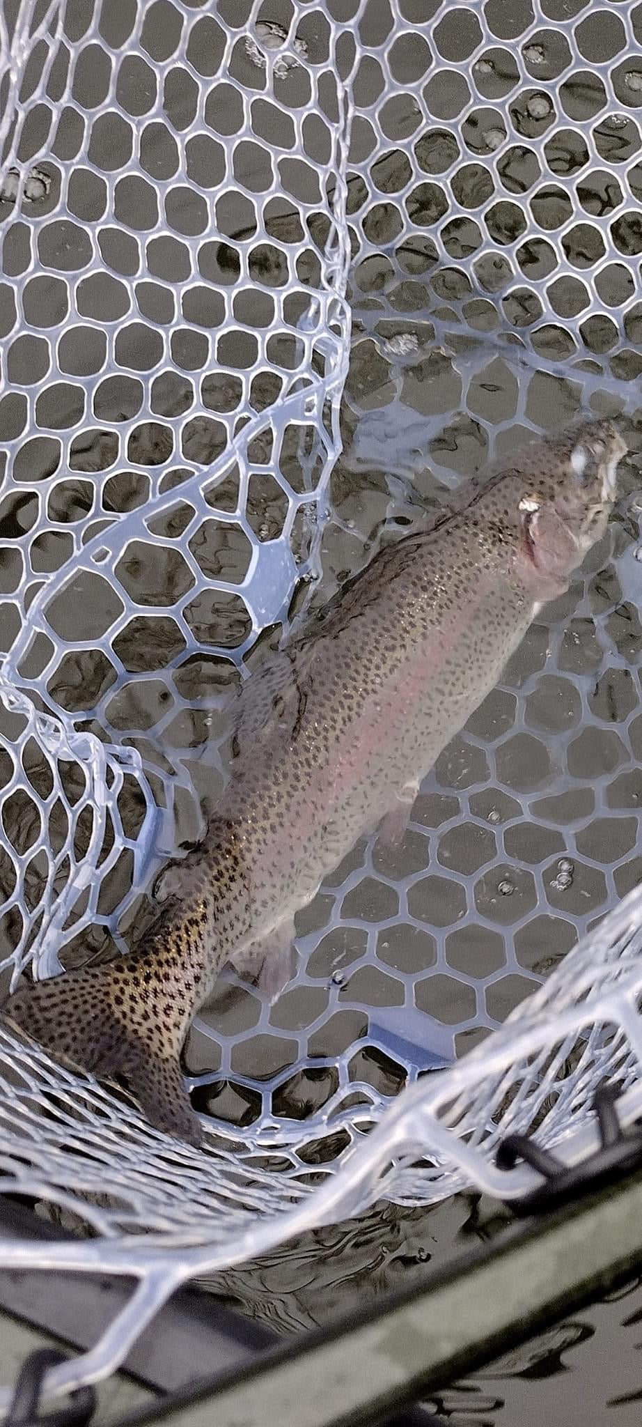 White River Guided fishing trip
