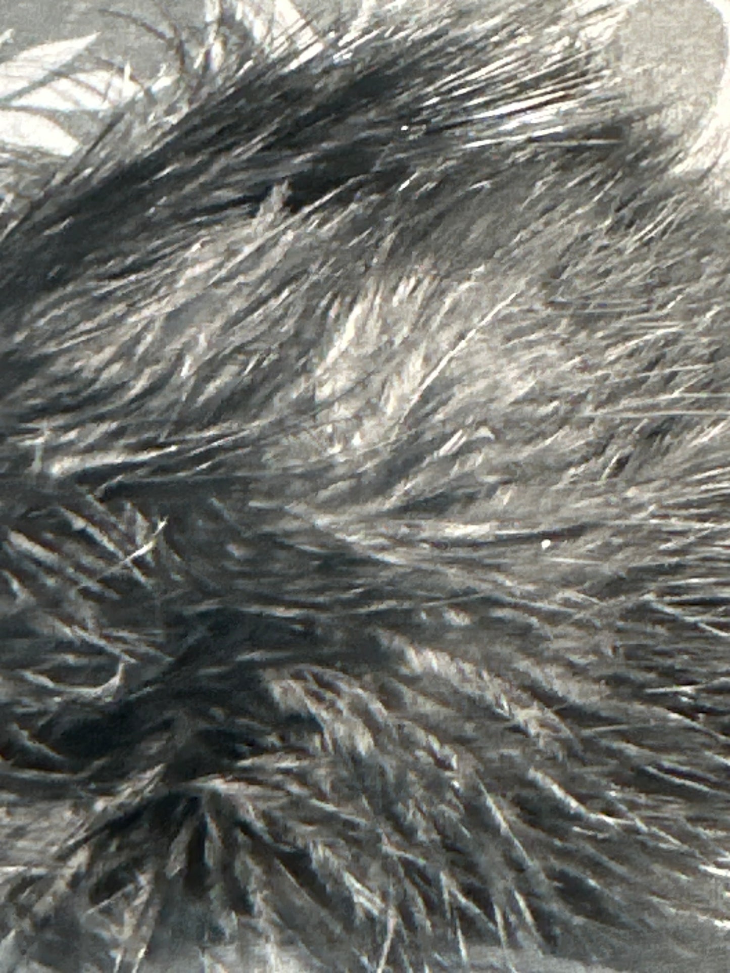 Nature's Spirit Fish Hunter Marabou Blood Quill