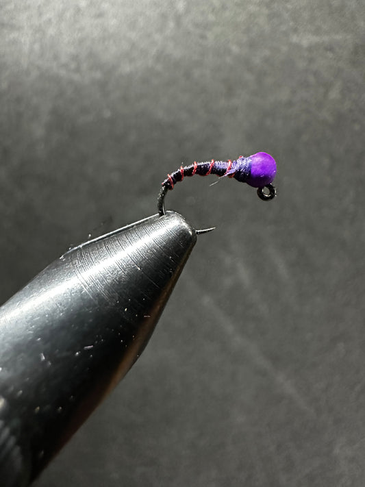 Blueberry Midge