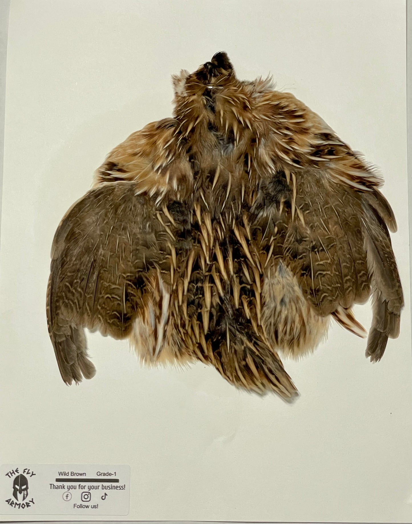 Coturnix quail pelt