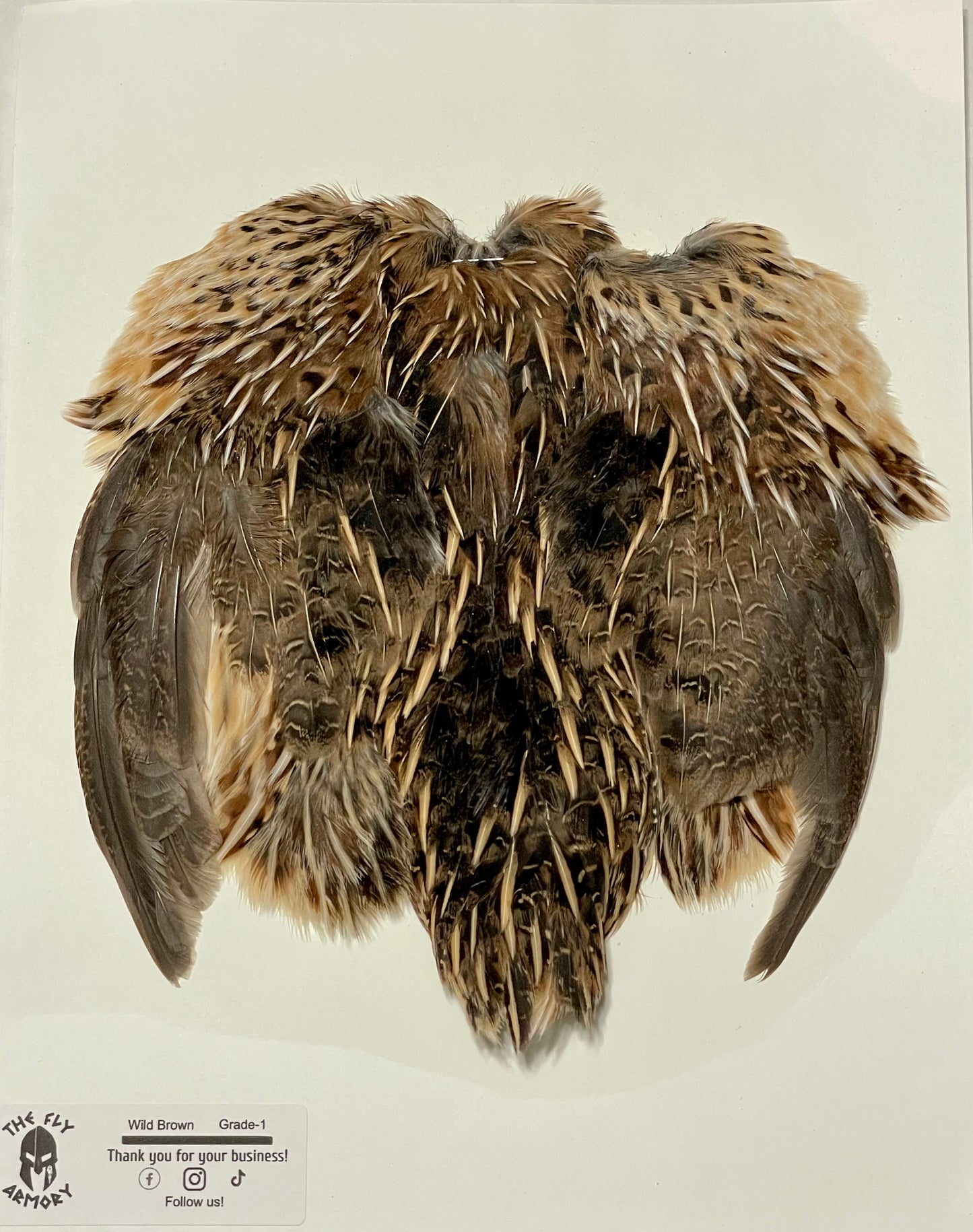 Coturnix quail pelt