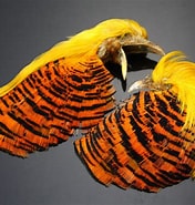 Nature's Spirit Golden Pheasant complete head